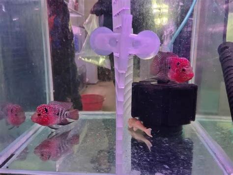 羅漢混養|羅漢魚可和啥魚一起飼養